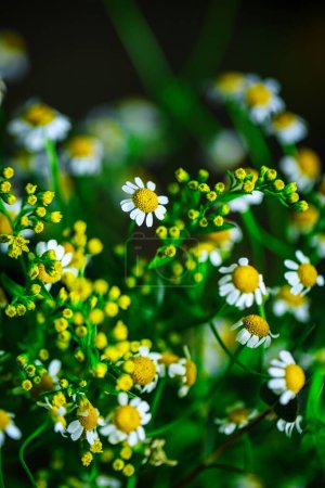 Una impresionante colección de pequeñas flores blancas y amarillas, proporcionando un visual cautivador con amplio espacio de copia.
