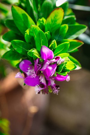 Téléchargez les photos : Une superbe photographie en gros plan d'une fleur violette aux feuilles vertes vibrantes, offrant beaucoup d'espace pour copier. - en image libre de droit