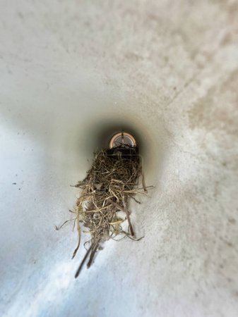 Gros plan d'un nid d'oiseaux avec des ?ufs dans un évier, montrant le comportement de nidification unique des oiseaux.