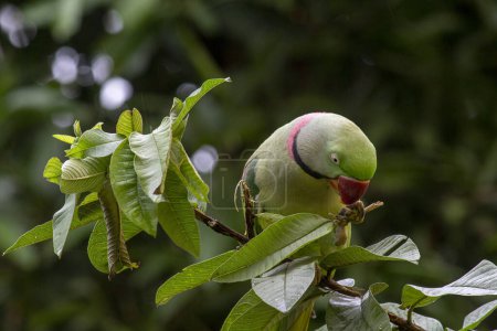 Indian Parrot Sitting on a Lush Green Guava Tree, Eating fruits. Camouflage with the tree.