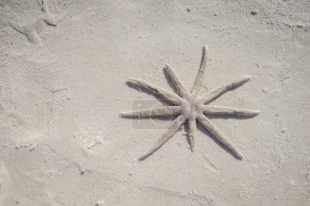 La tranquila belleza de las estrellas de mar descansando sobre la arena iluminada por el sol encarna la esencia de los días de playa serena. Fondo de arena para publicidad comercial con espacio para texto