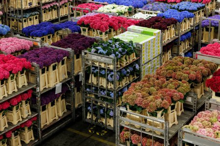 Photo for AALSMEER, THE NETHERLANDS - 06 SEPTEMBER 2022.  Aalsmeer Flower Auction is the largest flower auction in the world; Around 20 million flowers are sold here daily. - Royalty Free Image