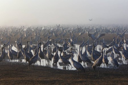 Téléchargez les photos : Grues migratrices dans le parc ornithologique et naturel du lac Hula, dans le nord d'Israël. - en image libre de droit