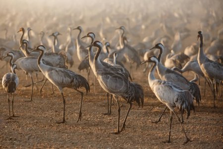 Téléchargez les photos : Grues migratrices dans le parc ornithologique et naturel du lac Hula, dans le nord d'Israël. - en image libre de droit