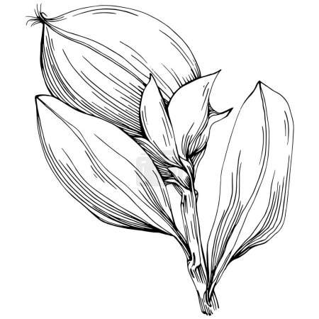 Téléchargez les illustrations : Line art floral decor vector illustration on white - en licence libre de droit