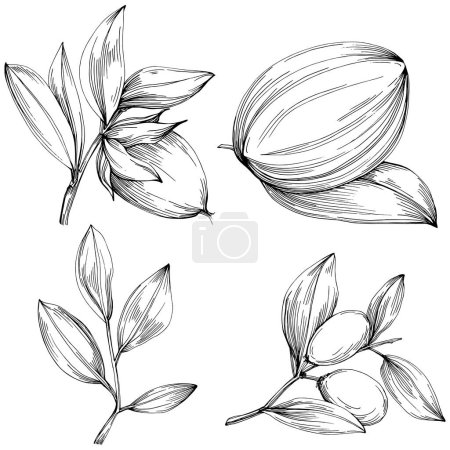 Illustration for Line art floral decor vector illustration on white - Royalty Free Image