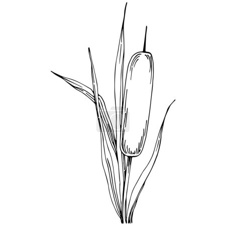 Illustration for Reeds floral decor vector illustration on white - Royalty Free Image