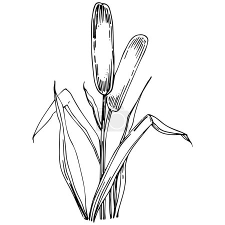 Téléchargez les illustrations : Reeds floral decor vector illustration on white - en licence libre de droit