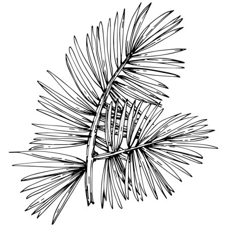 Ilustración de Fir branch vector illustration on white - Imagen libre de derechos