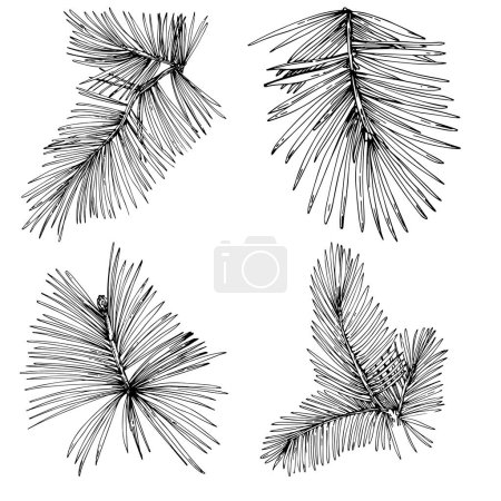Ilustración de Fir branches set vector illustration on white - Imagen libre de derechos
