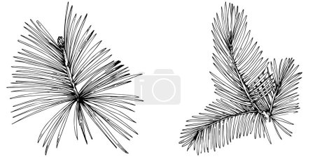 Illustration for Fir branches set vector illustration on white - Royalty Free Image
