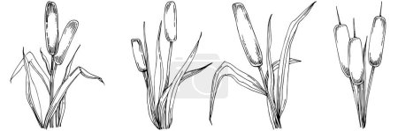 Téléchargez les illustrations : Reeds floral decor vector illustration on white - en licence libre de droit