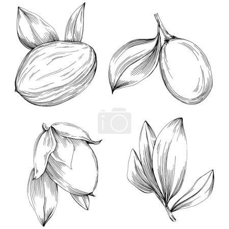 Ilustración de Jojoba tree and beans in graphic style hand draw on white background. Isolated object with engraved style illustration. The best for design logo, menu, label, icon, stamp. - Imagen libre de derechos