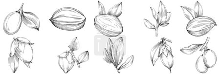 Ilustración de Jojoba tree and beans in graphic style hand draw on white background. Isolated object with engraved style illustration. The best for design logo, menu, label, icon, stamp. - Imagen libre de derechos