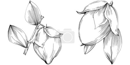 Illustration for Jojoba tree and beans in graphic style hand draw on white background. Isolated object with engraved style illustration. The best for design logo, menu, label, icon, stamp. - Royalty Free Image