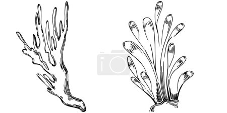 Téléchargez les illustrations : Hand drawn corals isolated on white. Sketch drawing - en licence libre de droit