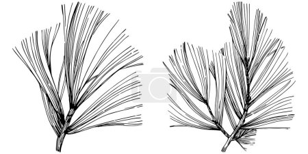 Ilustración de Wildflower fir-needle tree pattern in a one line style. Outline of the plant: Black and white engraved ink art needle. Sketch wild flower for background, texture, wrapper pattern, frame or border. - Imagen libre de derechos