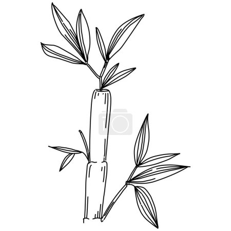 Ilustración de Planta de bambú a mano dibujo boceto. Tatuaje floral altamente detallado en estilo de arte en línea. Pinza en blanco y negro aislada sobre fondo blanco. Ilustración de grabado vintage antiguo. - Imagen libre de derechos