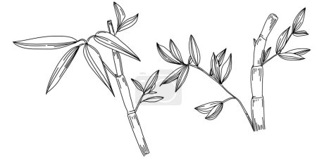 Illustration for Bamboo plant by hand drawing sketch. Floral tattoo highly detailed in line art style. Black and white clip art isolated on white background. Antique vintage engraving illustration. - Royalty Free Image
