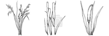 Illustration for Sketch reeds leaves isolated, suitable for nature concept, summer and holiday. Black and white clip art isolated. Antique vintage engraving illustration for emblem. Herbal medicine. - Royalty Free Image