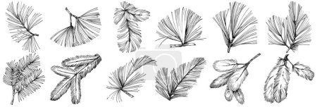 Illustration for Wildflower fir-needle tree pattern in a one line style. Outline of the plant: Black and white engraved ink art needle. Sketch wild flower for background, texture, wrapper pattern, frame or border. - Royalty Free Image