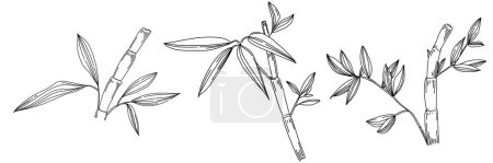 Téléchargez les illustrations : Plante de bambou à la main dessin croquis. Tatouage floral très détaillé dans le style line art. Clip art noir et blanc isolé sur fond blanc. Illustration de gravure vintage antique. - en licence libre de droit