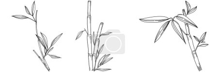 Illustration for Bamboo plant by hand drawing sketch. Floral tattoo highly detailed in line art style. Black and white clip art isolated on white background. Antique vintage engraving illustration. - Royalty Free Image