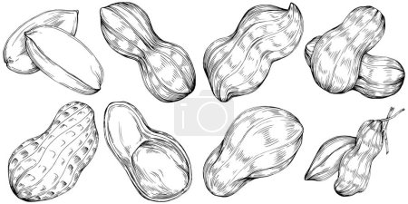 Illustration for Peanut hand-drawn Vector Illustration isolated on white background. Retro style farm product for restaurant menu, market label, logo, emblem and kitchen design. Decoration for food packaging. - Royalty Free Image
