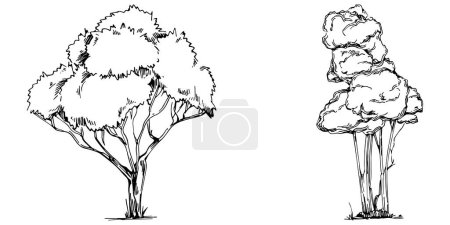 Ilustración de Dibujo detallado del árbol siluetas de dibujo a mano. Elemento ilustrativo de naturaleza en blanco y negro. - Imagen libre de derechos