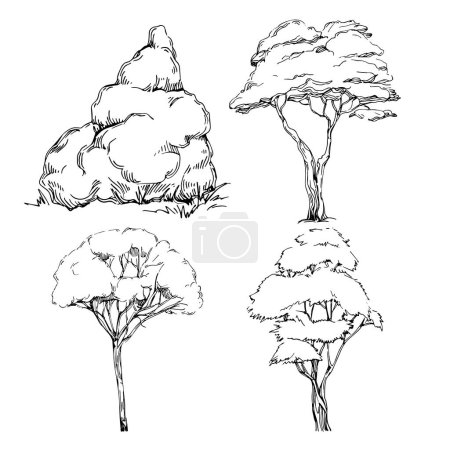 Téléchargez les illustrations : Croquis d'arbre détaillé dessiner à la main des silhouettes. Elément d'illustration nature noir et blanc. - en licence libre de droit