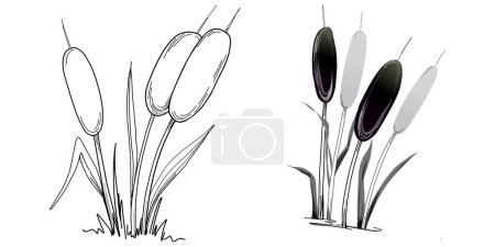 Illustration for Sketch reeds leaves isolated, suitable for nature concept, summer and holiday. Black and white clip art isolated. Antique vintage engraving illustration for emblem. Herbal medicine. - Royalty Free Image