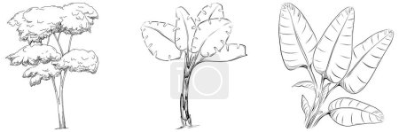 Téléchargez les illustrations : Tropical tree with leaves, black silhouettes isolated on white background. Vector - en licence libre de droit