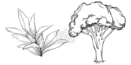 Ilustración de Tropical tree with leaves, black silhouettes isolated on white background. Vector - Imagen libre de derechos