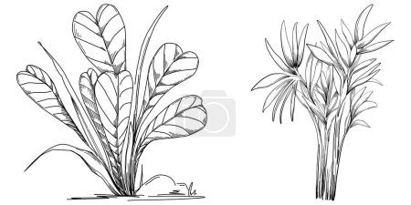 Téléchargez les illustrations : Arbre tropical aux feuilles, silhouettes noires isolées sur fond blanc. Vecteur - en licence libre de droit