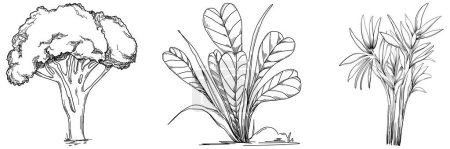 Ilustración de Árbol tropical con hojas, siluetas negras aisladas sobre fondo blanco. Vector - Imagen libre de derechos