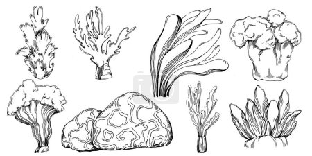 Téléchargez les illustrations : Hand drawn corals isolated on white. Sketch drawing - en licence libre de droit