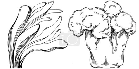 Téléchargez les illustrations : Coraux dessinés à la main isolés sur blanc. Croquis dessin - en licence libre de droit
