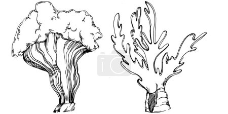 Illustration for Hand drawn corals isolated on white. Sketch drawing - Royalty Free Image