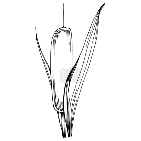 Téléchargez les illustrations : Sketch of reed plant isolated on white background - en licence libre de droit