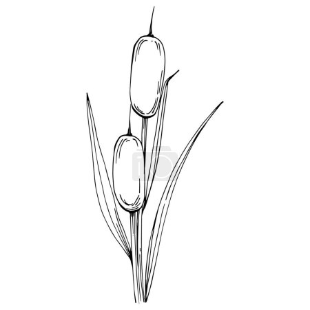 Ilustración de Arte en blanco y negro de las plantas de caña aisladas sobre fondo blanco - Imagen libre de derechos