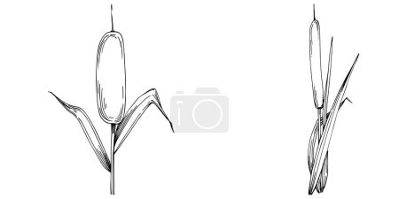 Ilustración de Sketch of reed plants isolated on white background - Imagen libre de derechos
