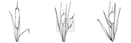 Illustration for Sketch of plants, reed leaves isolated on white background - Royalty Free Image