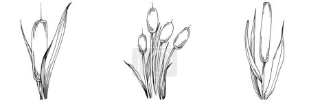 Ilustración de Sketch of plants, reed leaves isolated on white background - Imagen libre de derechos