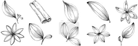 Illustration for Vector set of floral leaves and plants - Royalty Free Image