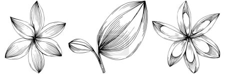 Téléchargez les illustrations : Ensemble vectoriel de feuilles et de plantes florales - en licence libre de droit