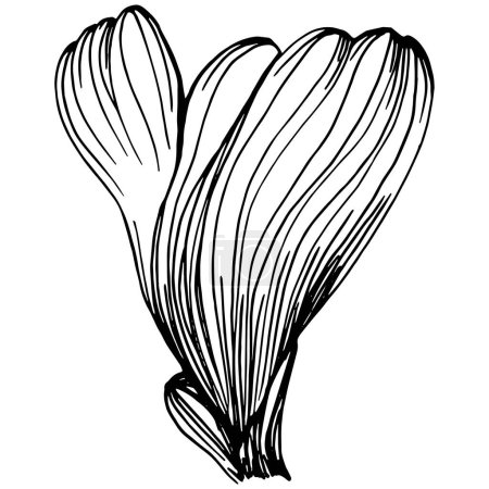 Ilustración de Hand drawn corals isolated on white. Sketch drawing - Imagen libre de derechos