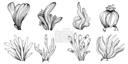 Illustration for Hand drawn corals isolated on white. Sketch drawing - Royalty Free Image