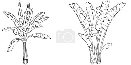 Illustration for Vector Exotic tropical hawaiian summer. Palm beach tree jungle botanical leaves. Black and white banana leaves engraved ink art. Leaf plant botanical garden floral foliage. Isolated leaf illustration element. - Royalty Free Image