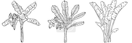 Illustration for Vector Exotic tropical hawaiian summer. Palm beach tree jungle botanical leaves. Black and white banana leaves engraved ink art. Leaf plant botanical garden floral foliage. Isolated leaf illustration element. - Royalty Free Image
