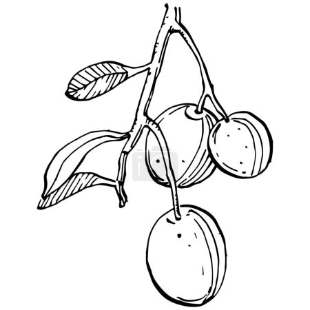 Ilustración de Esquema de aceitunas, ramas de olivo aisladas sobre fondo blanco, hojas, aceitunas, vector blanco y negro - Imagen libre de derechos